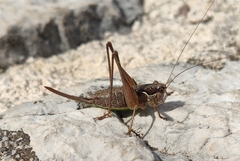 Pachytrachis gracilis