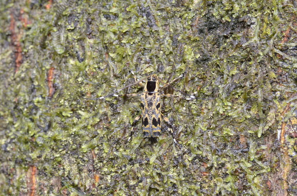 Colobothea macularis