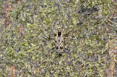 Colobothea macularis