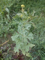 Sisymbrium loeselii
