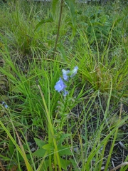 Salvia azurea