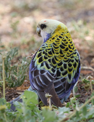 Platycercus adscitus