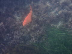 Hypsypops rubicundus