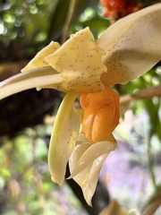 Stanhopea