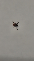 Ixodidae