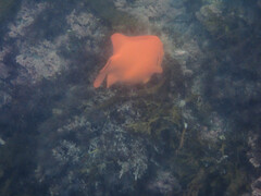 Hypsypops rubicundus