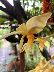 Stanhopea