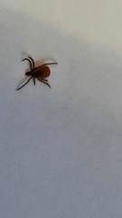 Ixodidae