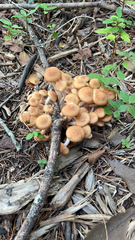Physalacriaceae