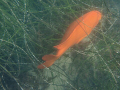 Hypsypops rubicundus