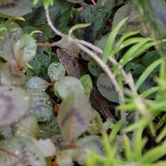 Takydromus tachydromoides
