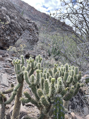 Cylindropuntia bigelovii ciribe