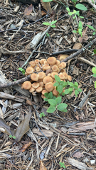 Physalacriaceae