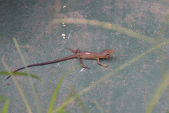 Takydromus tachydromoides