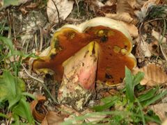 Rubroboletus satanas