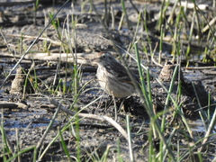 Hymenops perspicillatus