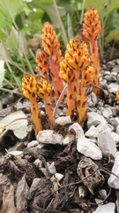Orobanche