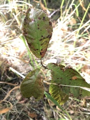 Prunus padus