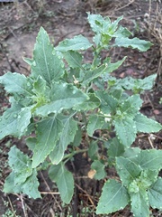 Verbesina encelioides