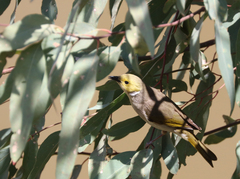 Ptilotula penicillata