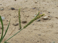 Eleusine indica