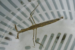 Cercotmetus brevipes