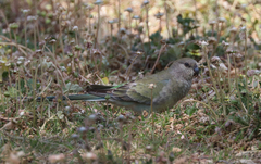 Psephotus haematonotus