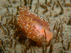 Facelina bostoniensis
