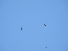 Rostrhamus sociabilis