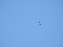 Rostrhamus sociabilis