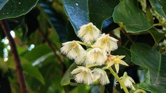 Elaeocarpus serratus