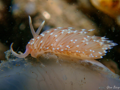 Facelina bostoniensis