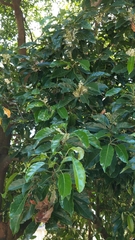 Elaeocarpus serratus