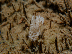 Facelina bostoniensis