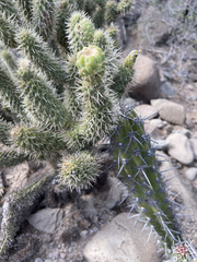Cylindropuntia bigelovii ciribe