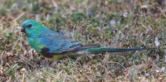 Psephotus haematonotus