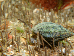 Tritia nitida