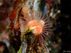 Spirobranchus triqueter