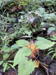 Eurybia divaricata