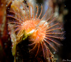 Spirobranchus triqueter