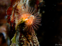 Spirobranchus triqueter