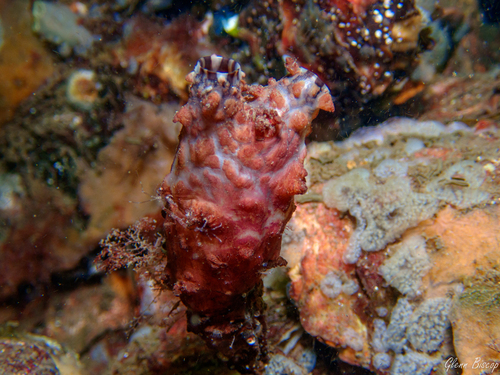 Stalked Sea Squirt, Dreischor, Frans Kok rif, photo 7 of 10