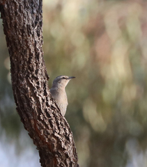 Climacteris picumnus