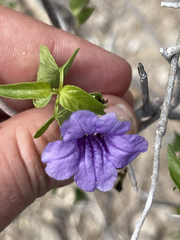 Ruellia californica peninsularis