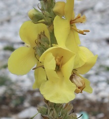 Verbascum phlomoides