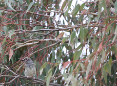 Sphecotheres vieilloti