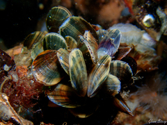 Mytilus edulis