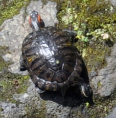 Trachemys scripta
