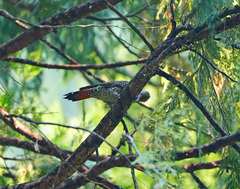 Colaptes auratus cafer