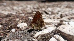 Melitaea